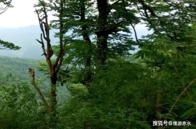 水浒传：宋江居然要砍李逵？李逵表示不服：哥哥不能砍啊！游戏画面